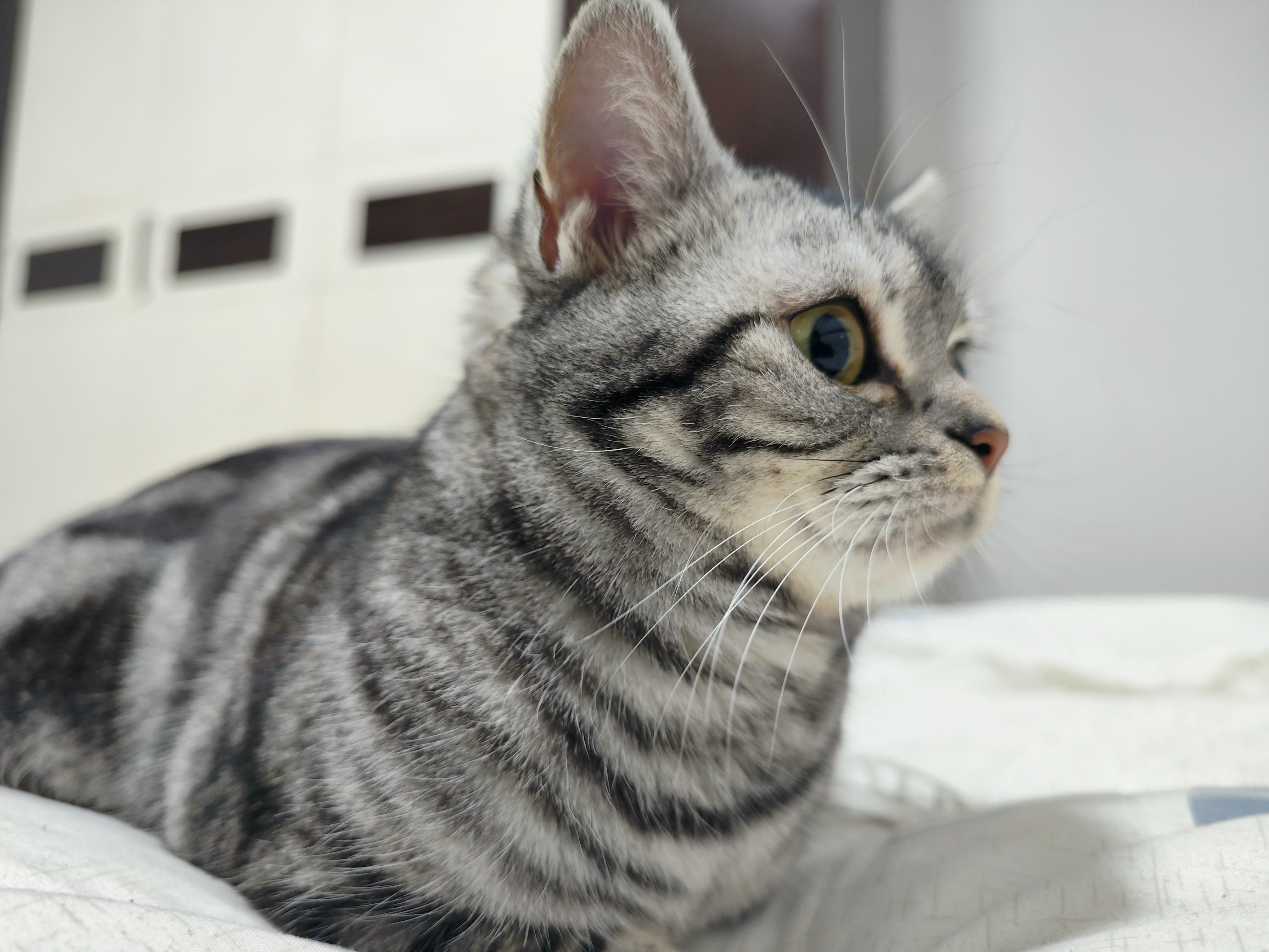 OpenWrt升级新选择：owut 命令行工具详解